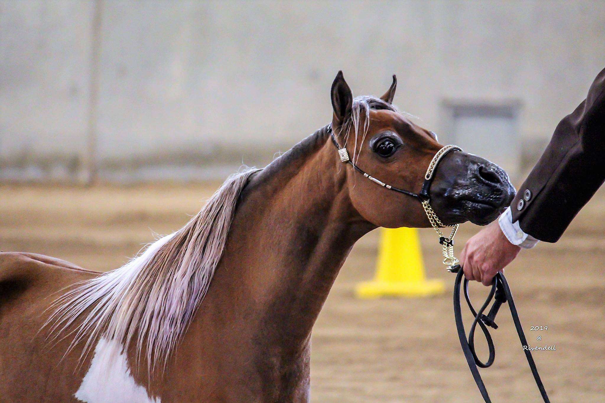 Almighty American Miniature Show Horses