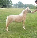  Little Kings Honeybee Buckeroo (Imp USA) 