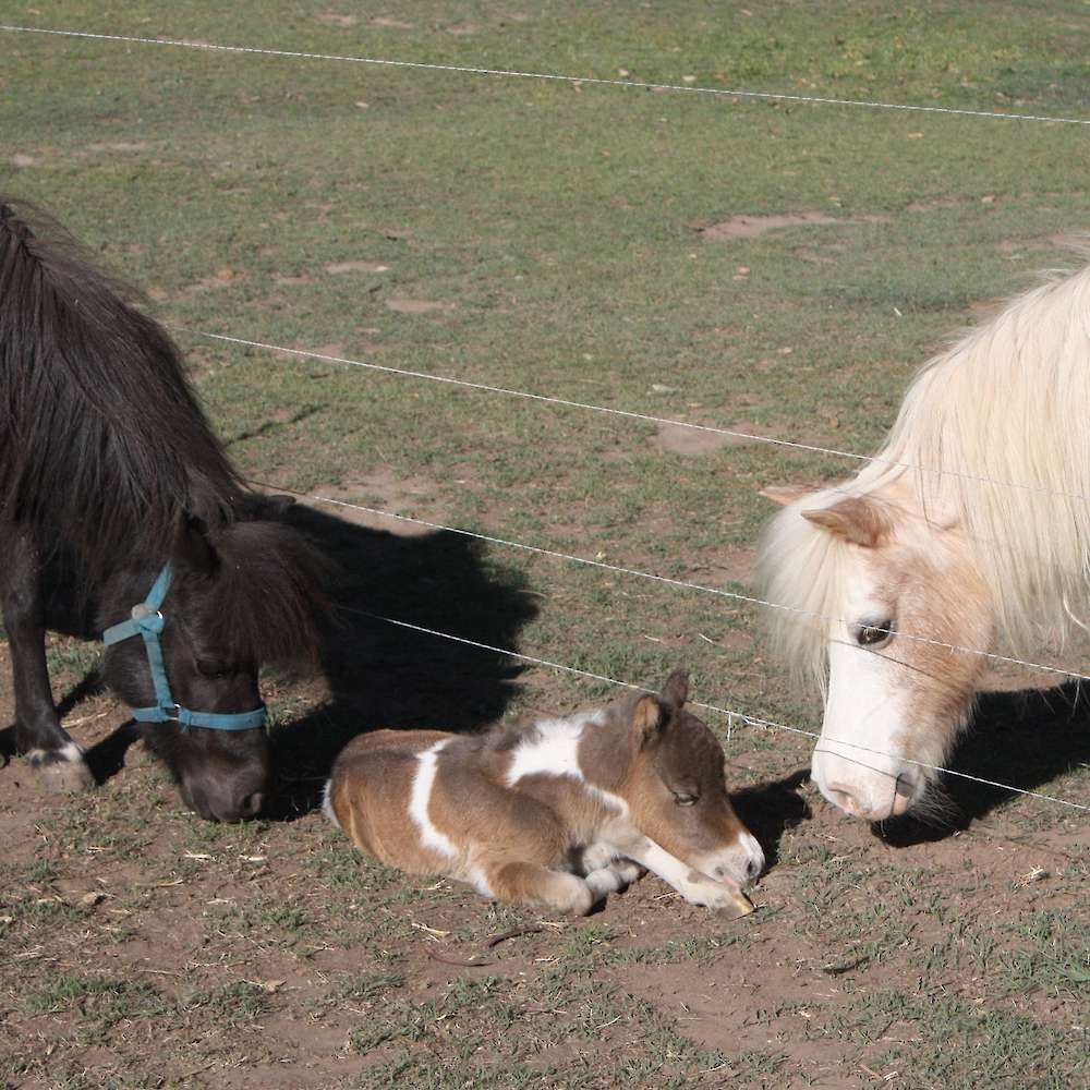 The new foal, her dam and grandam, Little Kings Honeybee Buckeroo (Imp USA)
