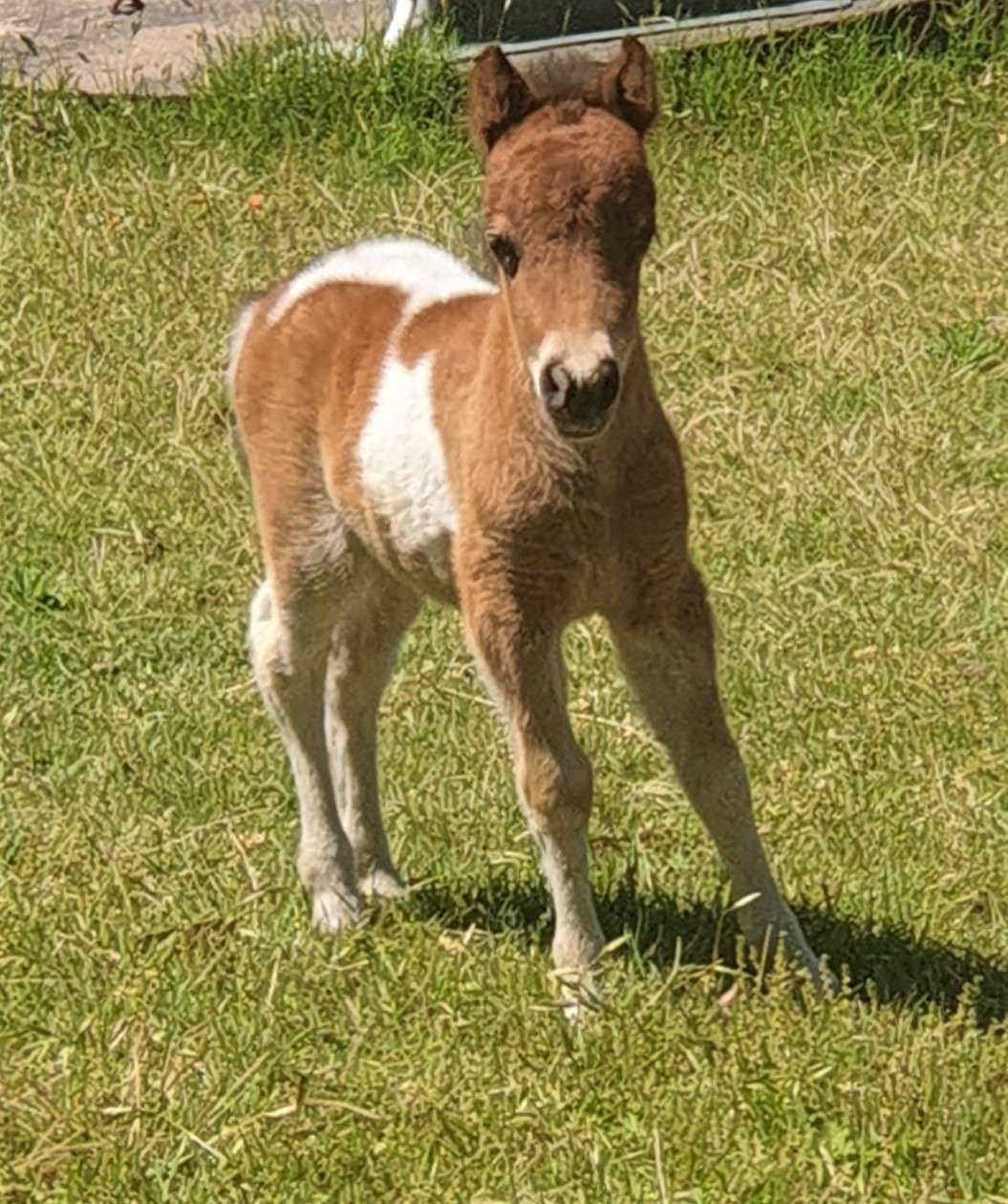 Almighty SophistoCated Dancer X Scott Creek Juste Moment Dot Com