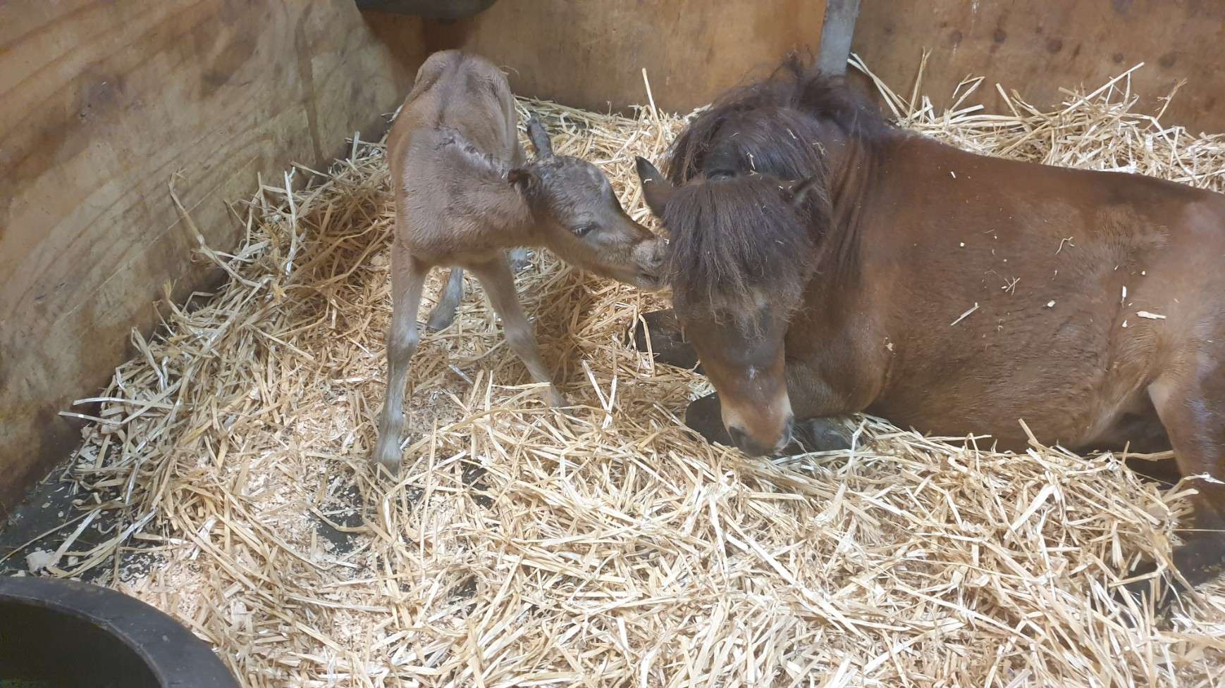 Alliance Majestic Valentine IMP x Scott Creek Juste Momet Dot Com IMP