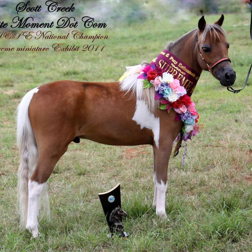 Juste wins National Grand Champion & Supreme Miniature Horse Exhibit