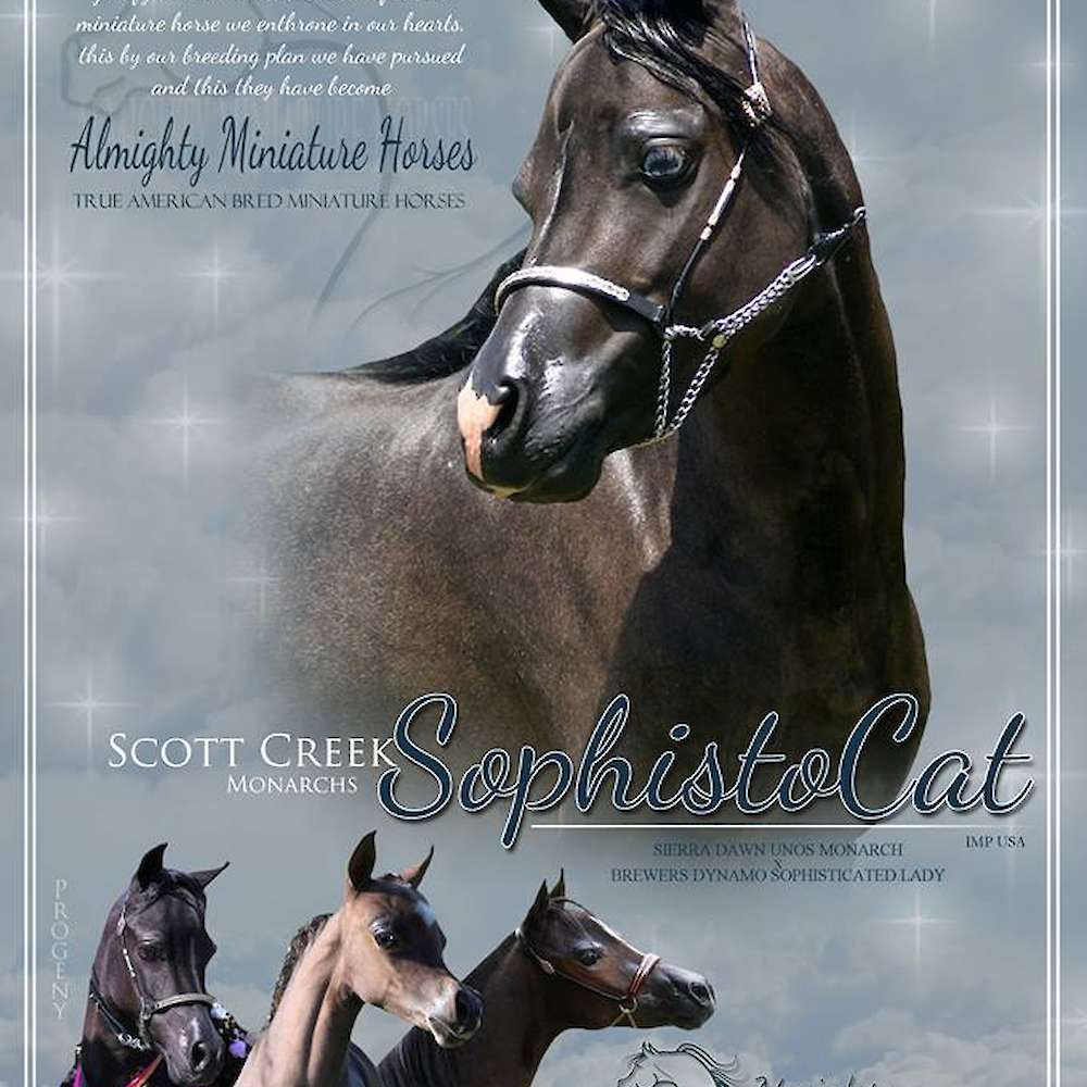 For Scott Creek Monarchs SophistoCat imported USA